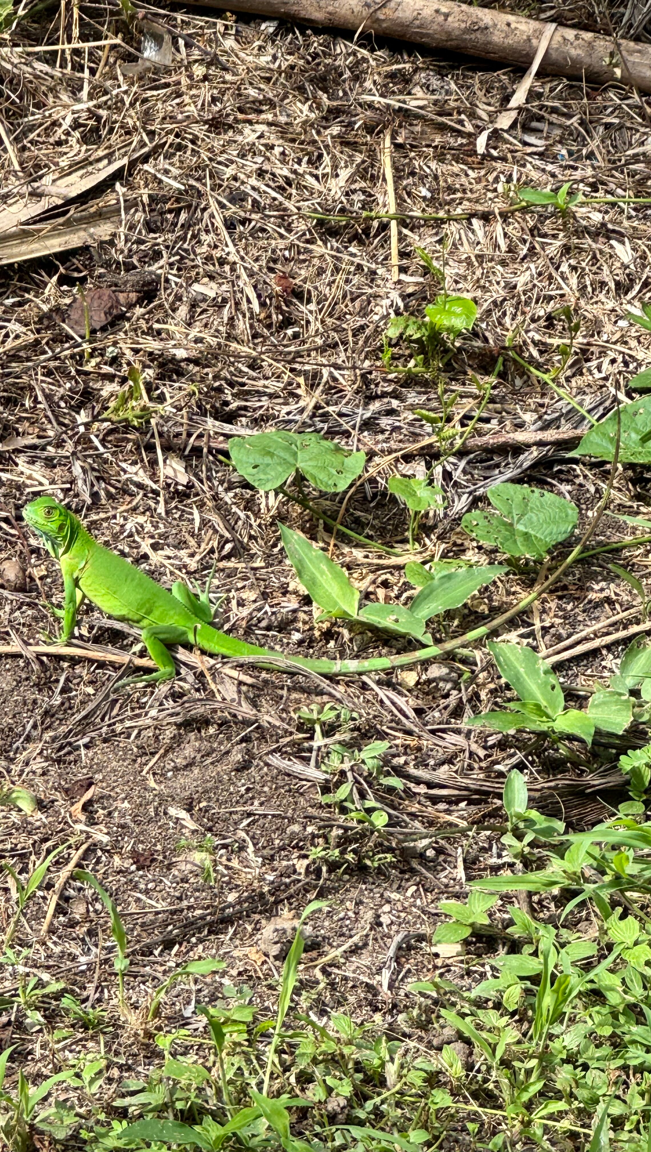 Cabañas Tequendama - Parque Tayrona-官方