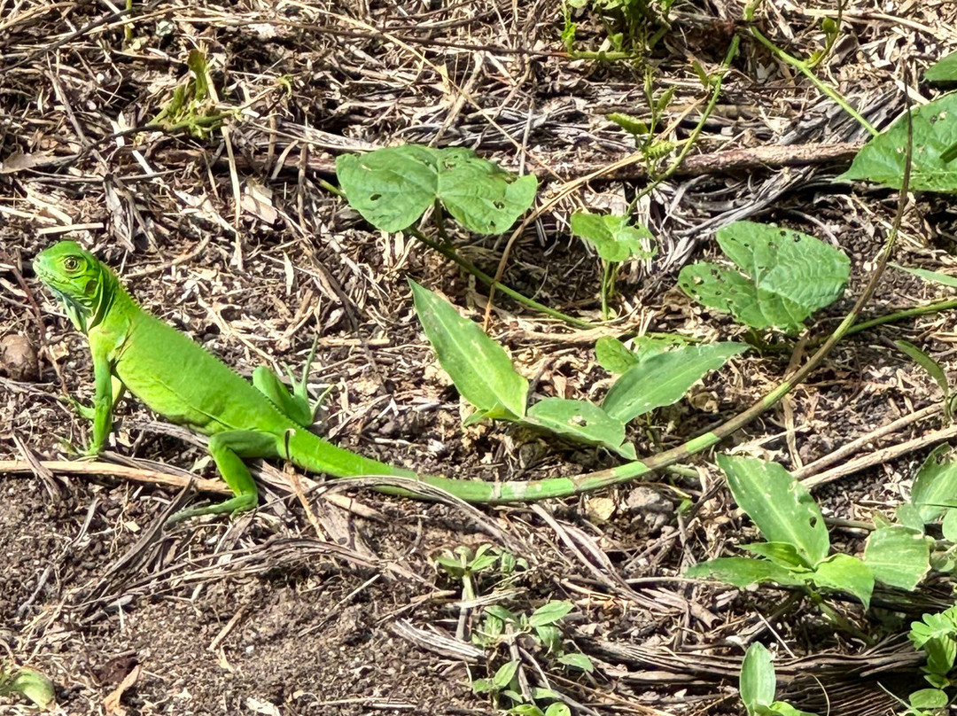 Cabañas Tequendama - Parque Tayrona主图