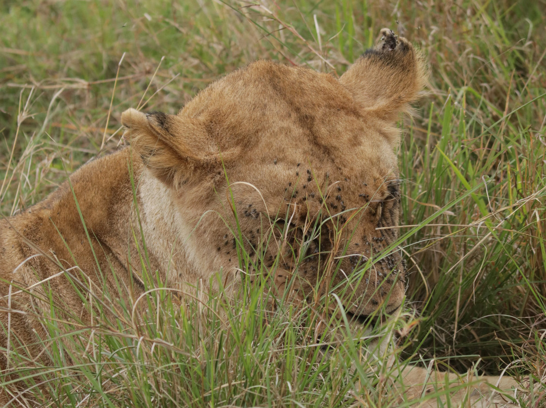 Wildtrek Tanzania Safaris-阿鲁沙必去景点