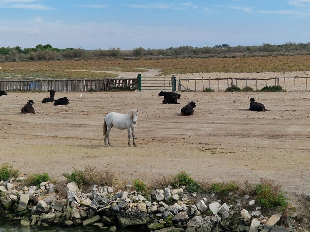 Bateau de Promenade le Camargue-滨海圣玛丽必去景点