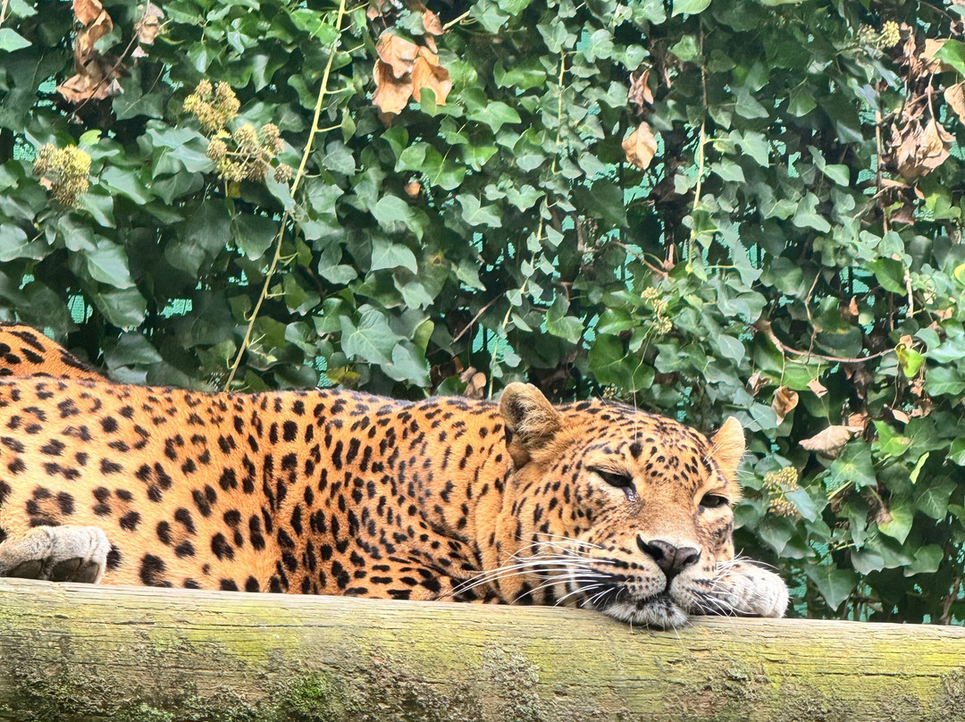 Zoo De Santillana Del Mar-海边的散提亚拿必去景点