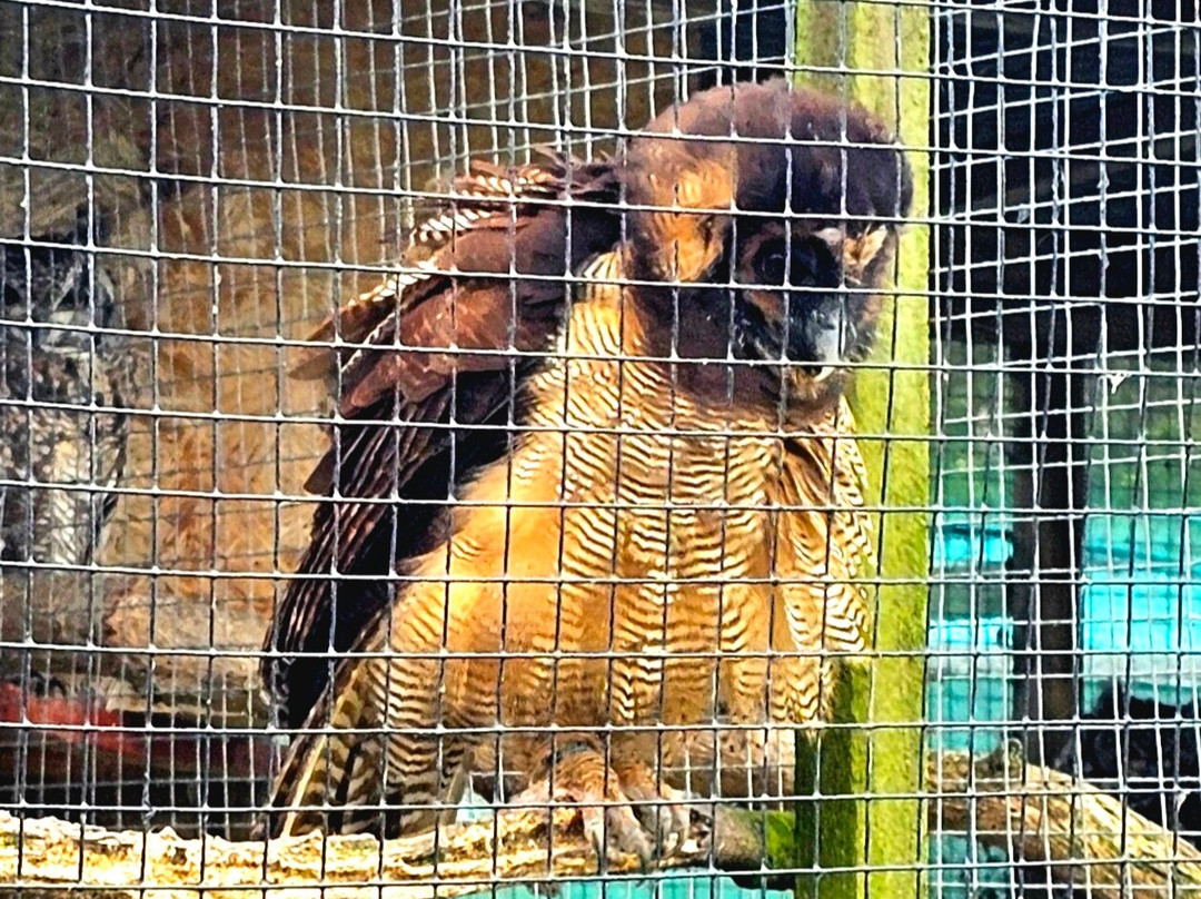 Wild Wings Birds of Prey Centre-沃灵顿必去景点