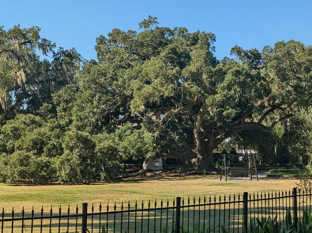 Seven Sisters Live Oak-Mandeville必去景点