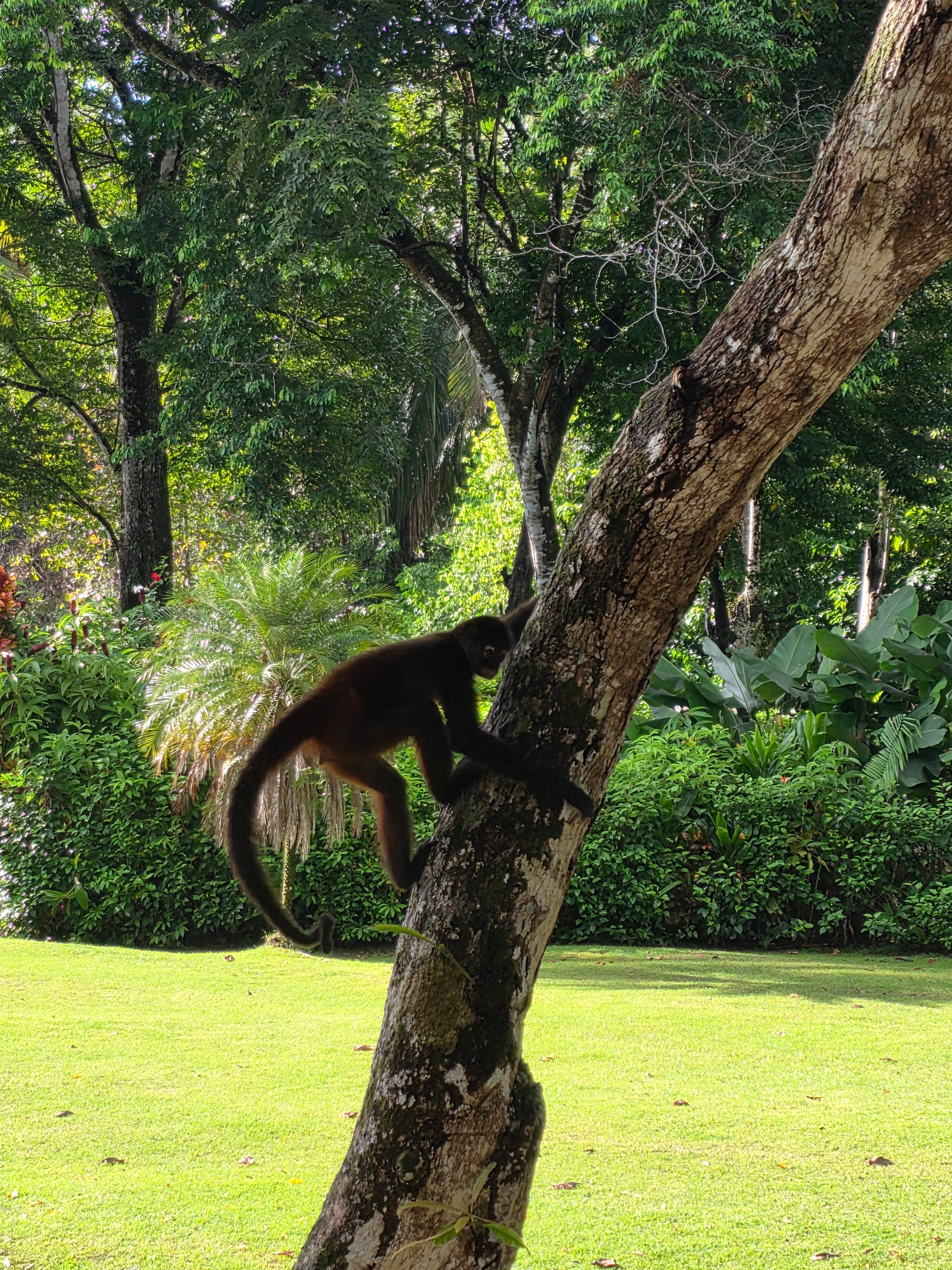 Casa Bambu Beach Resort-官方