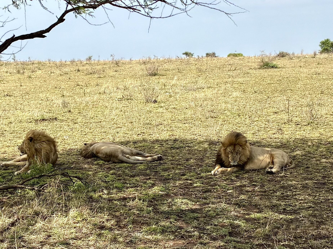 Makasa Tanzania Safaris-莫西必去景点