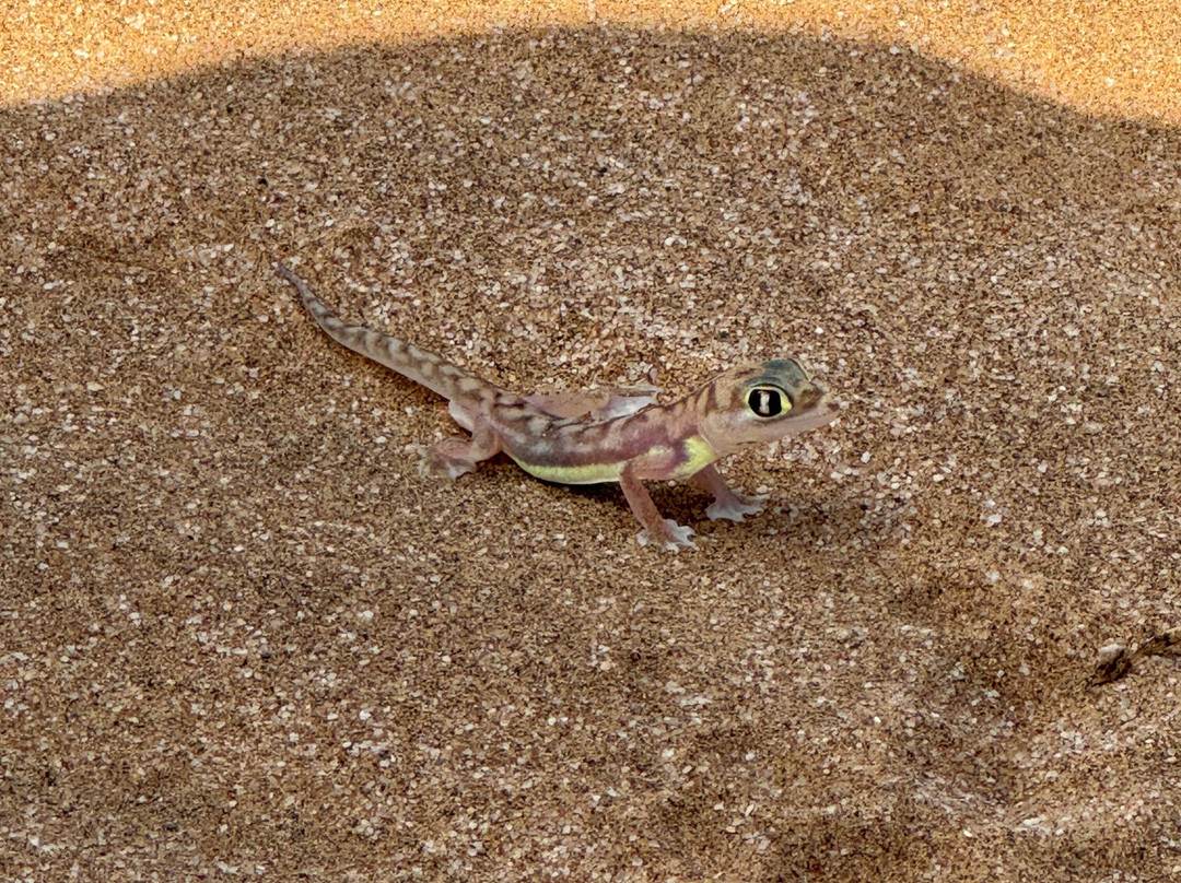 Living Desert Adventures Discover the Little 5-斯瓦科普蒙德必去景点