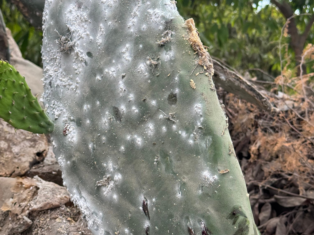 Cantalloc Aqueduct-纳斯卡必去景点