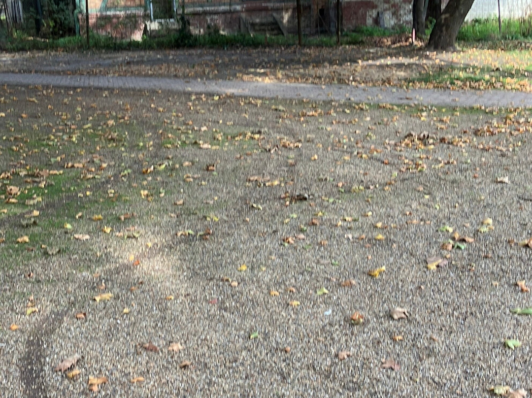 Radó-sziget-焦尔必去景点