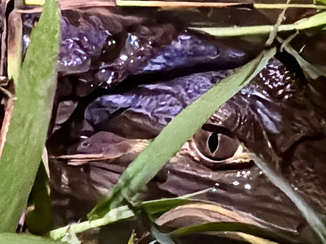 Le Morpho-Roura必去景点