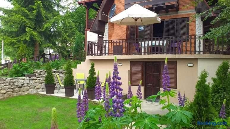 Apartmani Damjan Vlasinsko Jezero