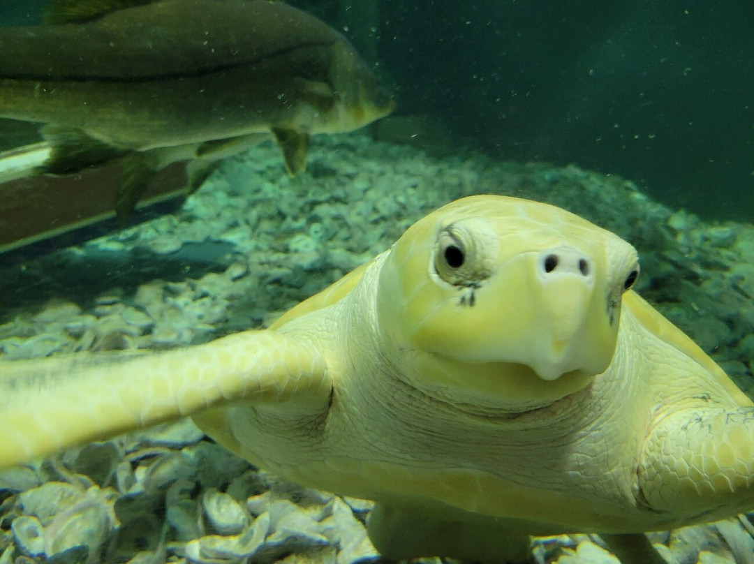 North Carolina Aquarium on Roanoke Island-Manteo必去景点