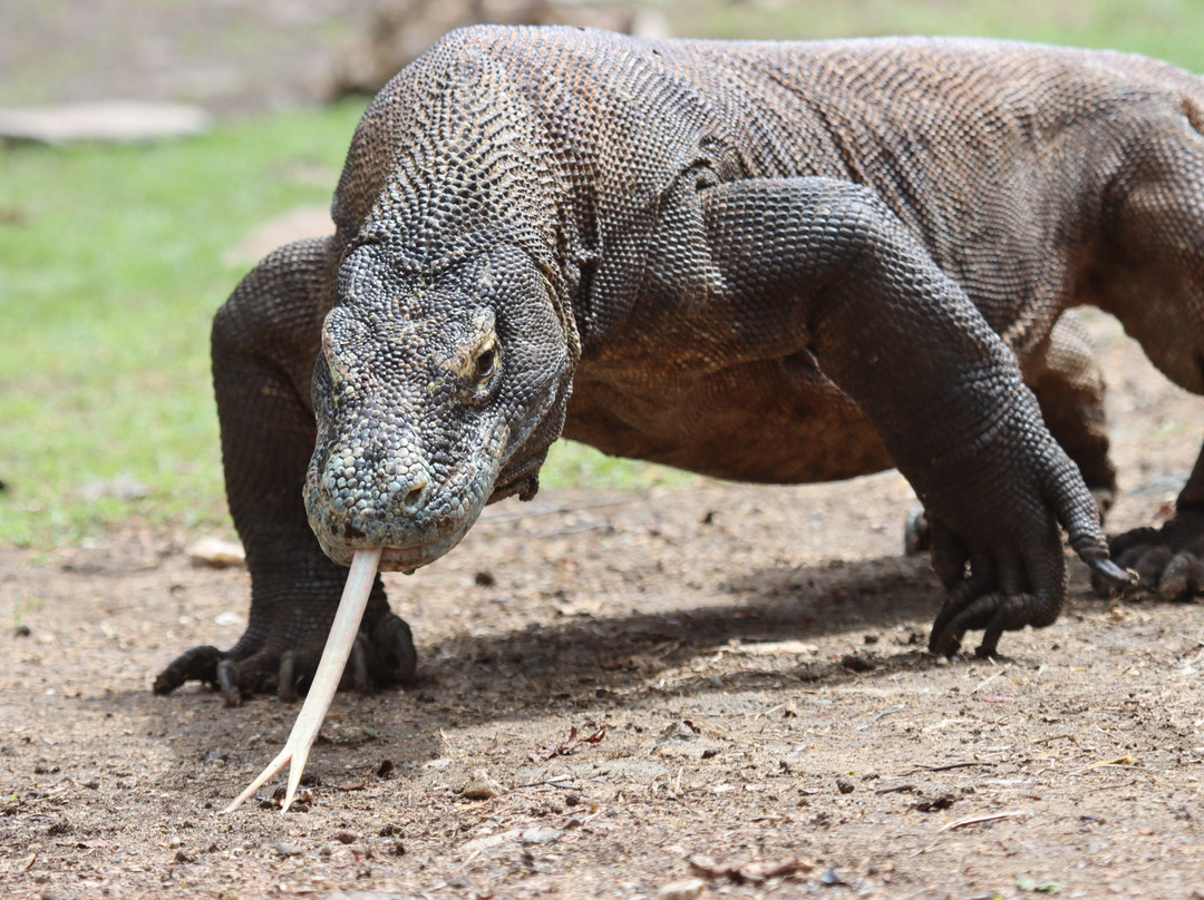 Flores Pristine Tour-Labuan Bajo必去景点
