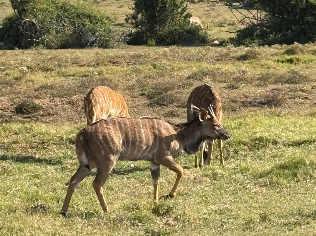 Schotia Tooth and Claw Safari-Addo Elephant National Park必去景点