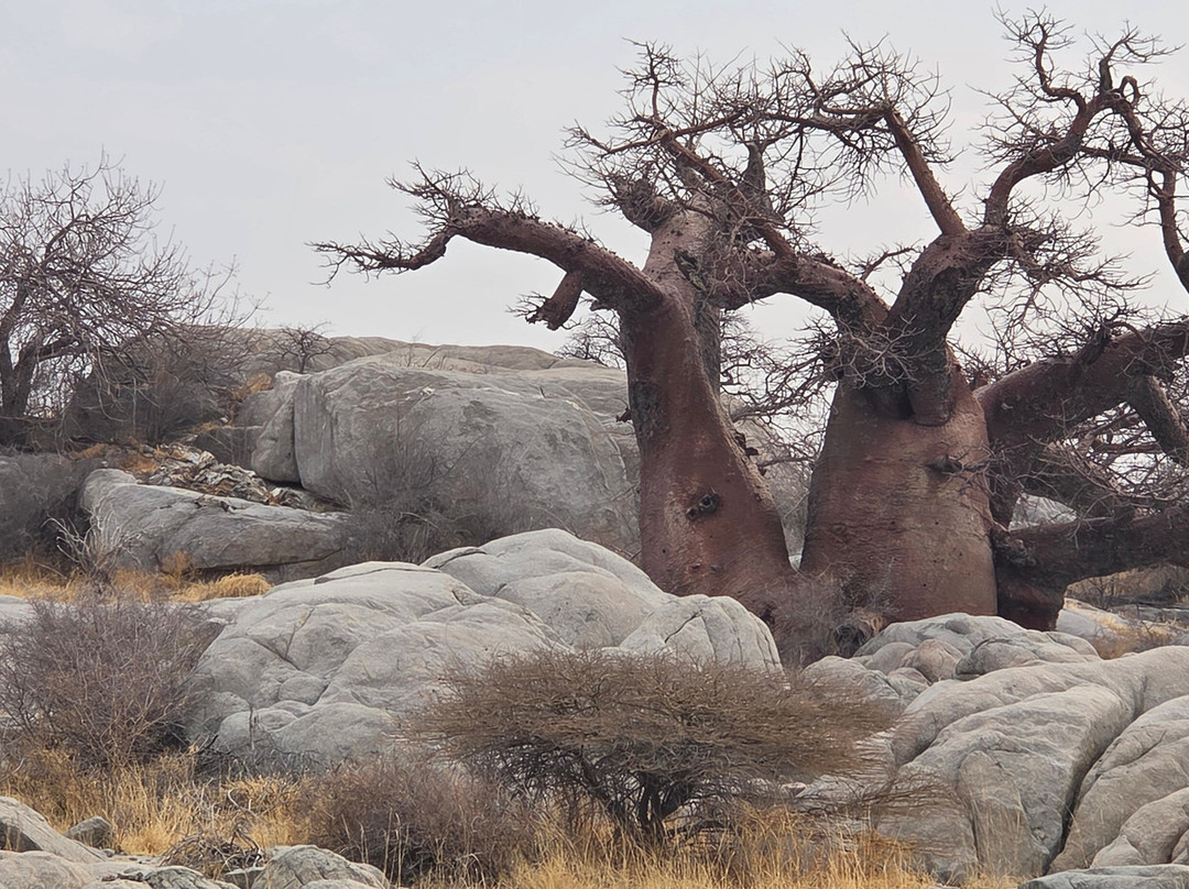 Kubu Island-Makgadikgadi Pans National Park必去景点