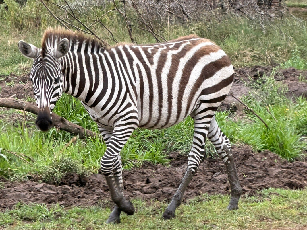 Unlimited Expeditions - The Soul Of Tanzania-阿鲁沙必去景点