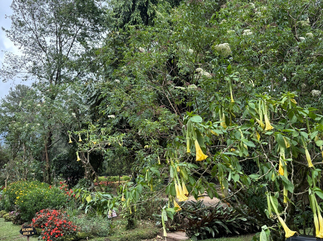 维多利亚公园-奴娃拉伊利雅必去景点