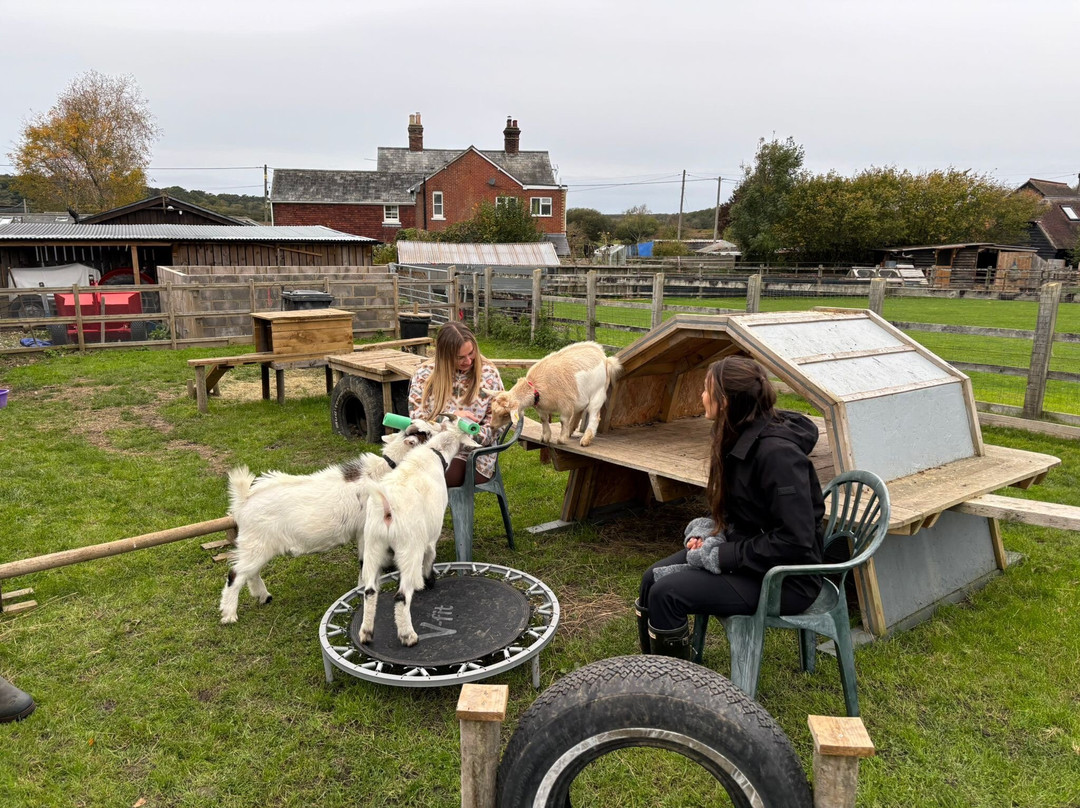 Little Goats At Brockenhurst-Brockenhurst必去景点