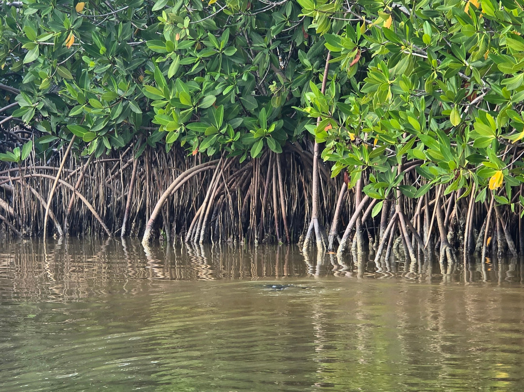 Guia Naturalista William Canto-里奥拉加托斯必去景点