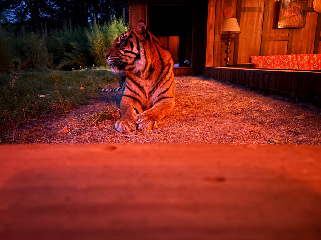 Safari Lodges At West Midlands Safari Park主图