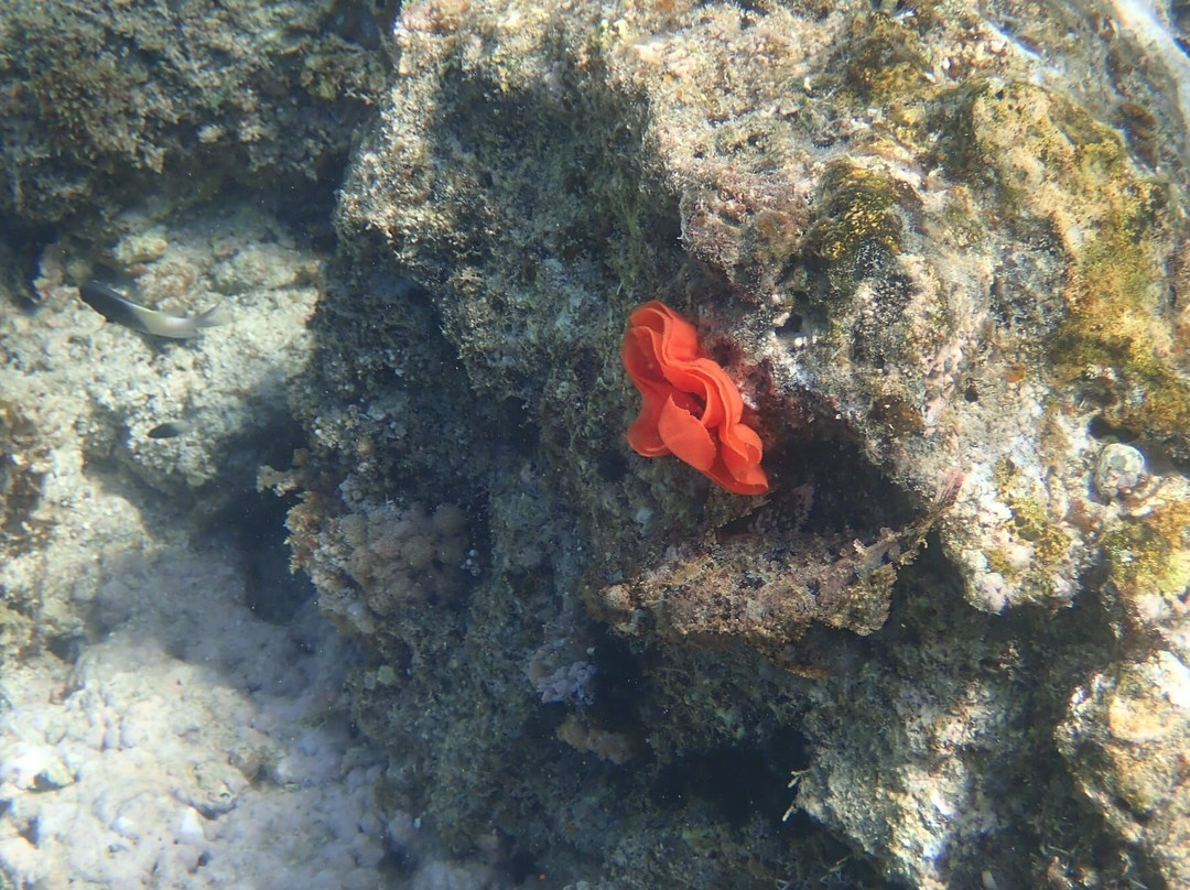 Reef Tour Mafia Island-Utende必去景点