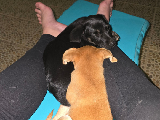 Guayabo Animal Rescue-Guayabo必去景点