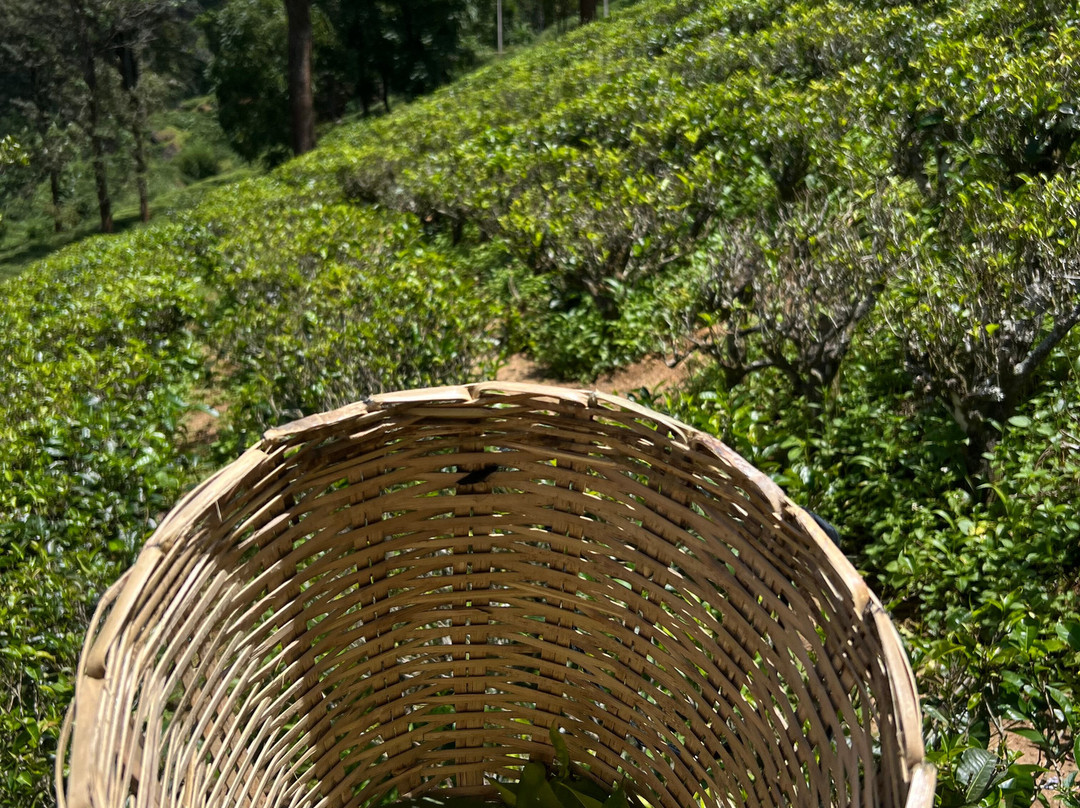Drivers in Sri Lanka-科伦坡必去景点
