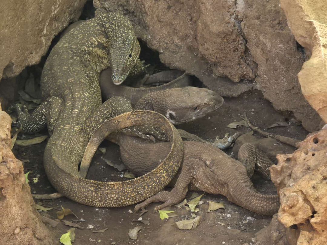 Bora Bora Wildlife Park-迪亚尼必去景点