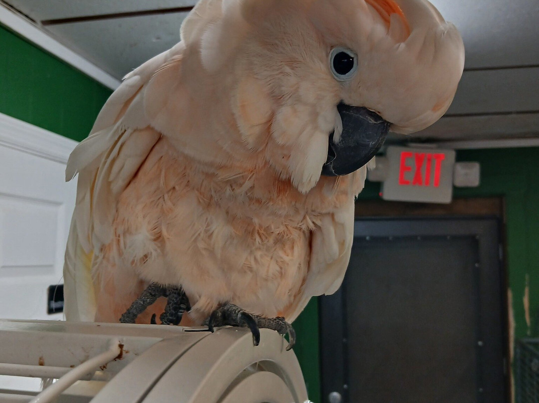 Ziggy's Haven Bird Sanctuary