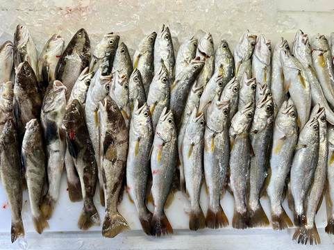 SGI Guide Service Inc.-St. George Island必去景点