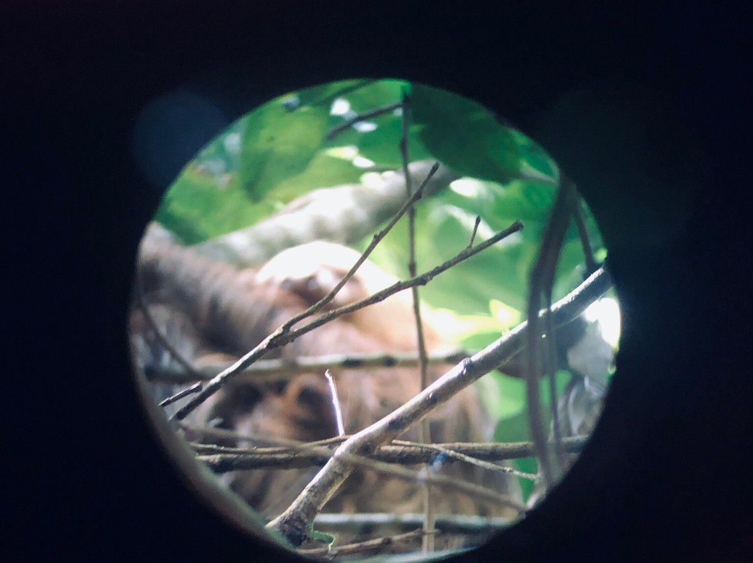 Caribbean Rainforest Sloth