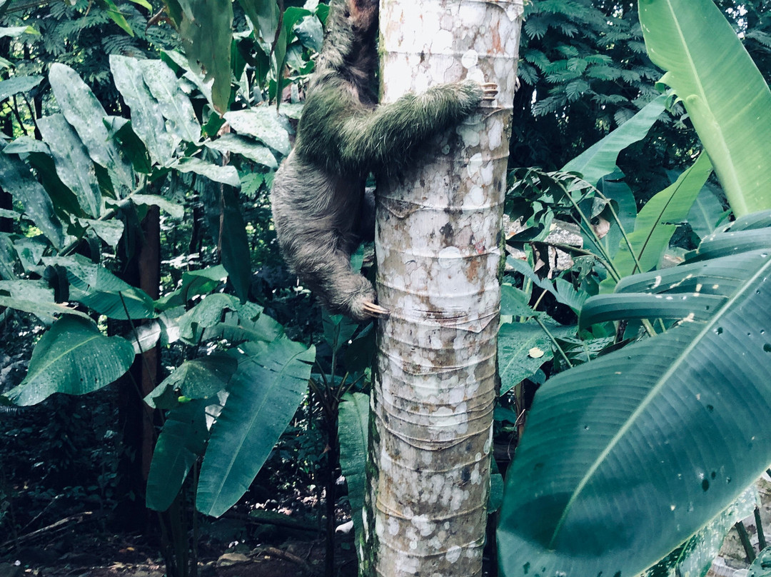 Caribbean Rainforest Sloth