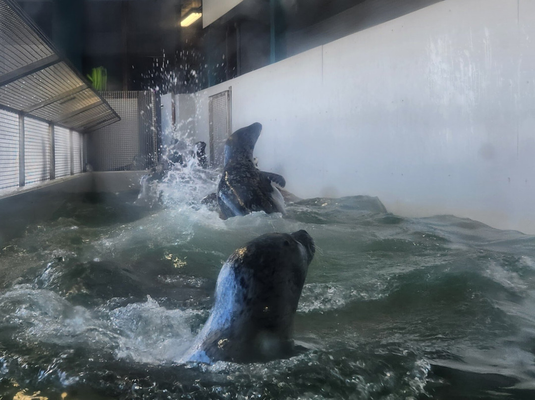 Seaside Aquarium-锡赛德必去景点