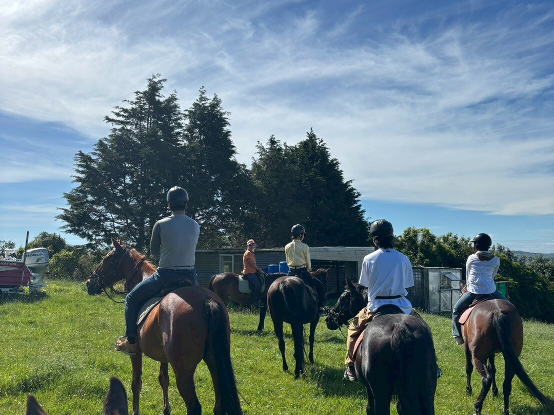 Surf & Turf Horse Riding Raglan-拉格伦必去景点