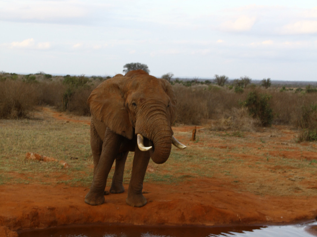 Safari In Kenya Con Samba-瓦塔木必去景点