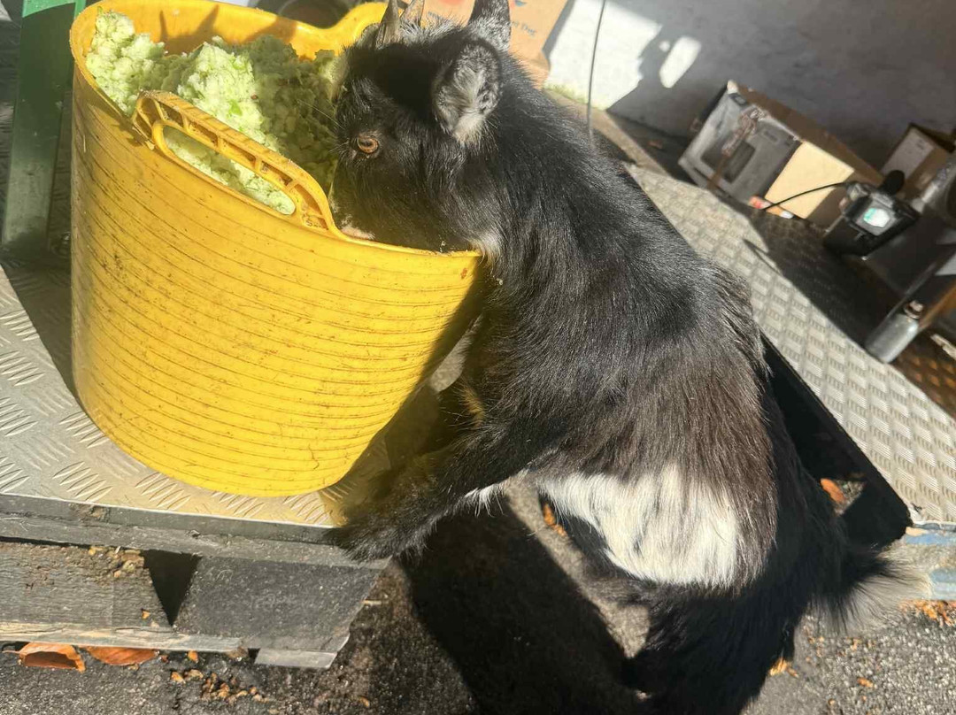 Healeys Cornish Cyder Farm-Penhallow必去景点