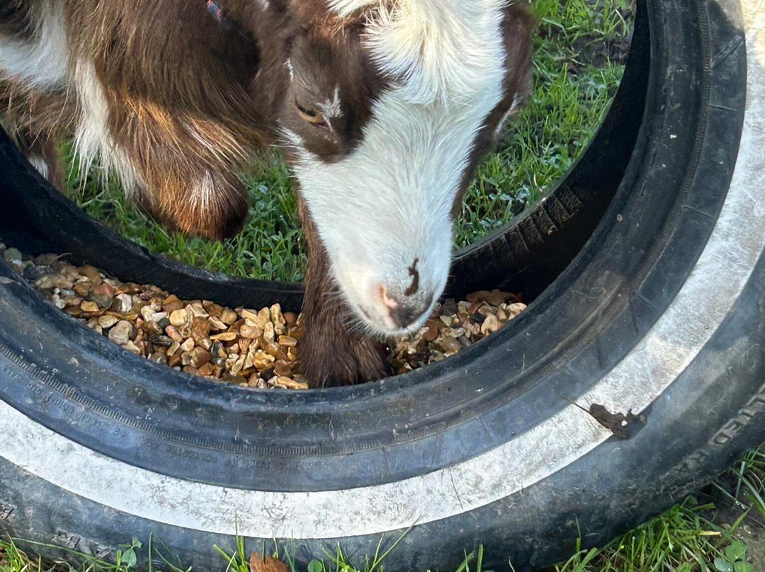 Little Goats At Brockenhurst-Brockenhurst必去景点