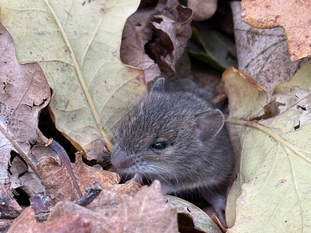 Réserve Ornithologique Du Teich-Le Teich必去景点