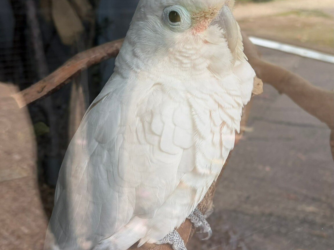 怀特岛动物园-桑当必去景点