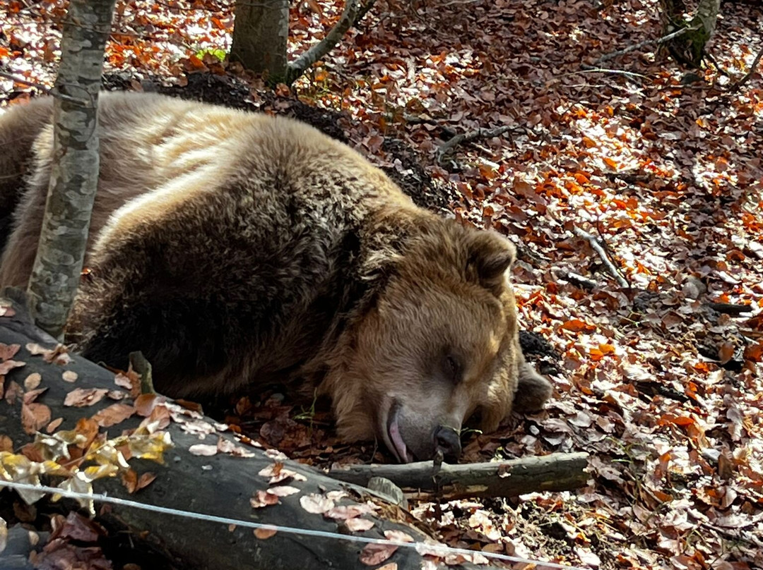 BEAR SANCTUARY Belitsa-Belitsa必去景点
