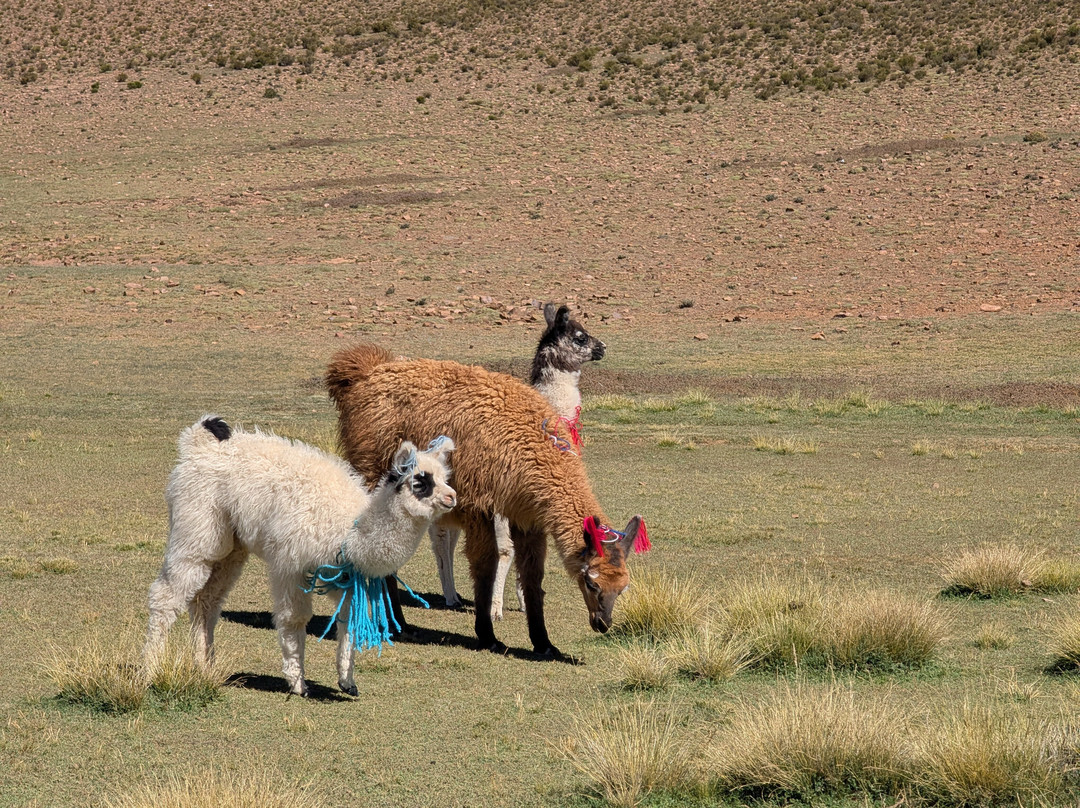 Voy Tours-Tupiza必去景点