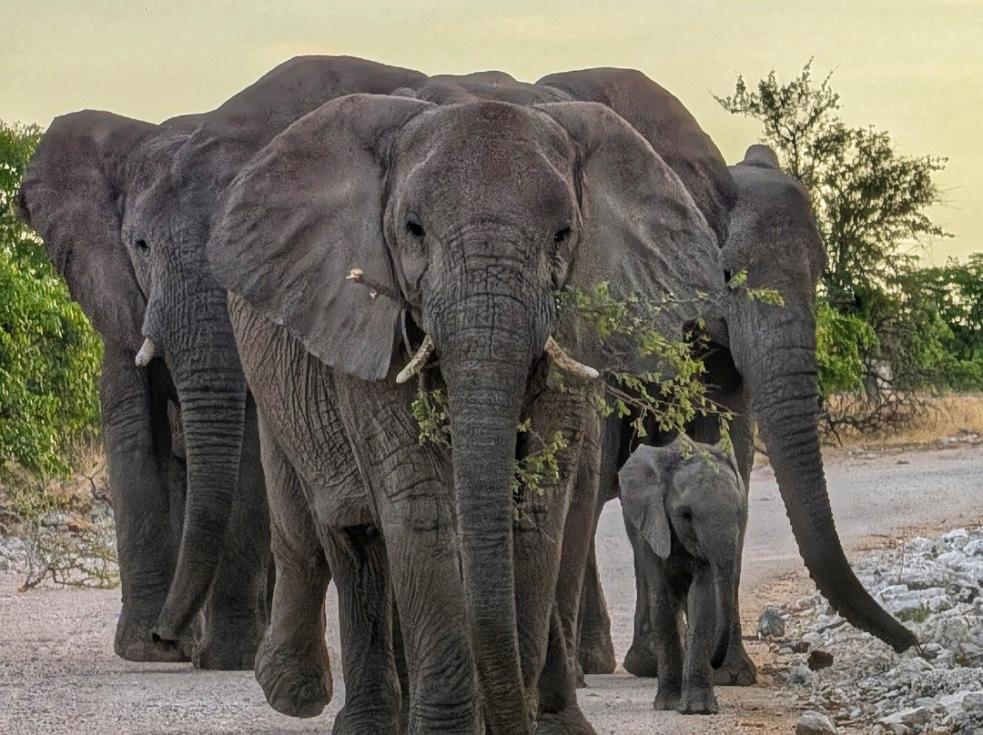 Born in Etosha Self-Drive Private Tours