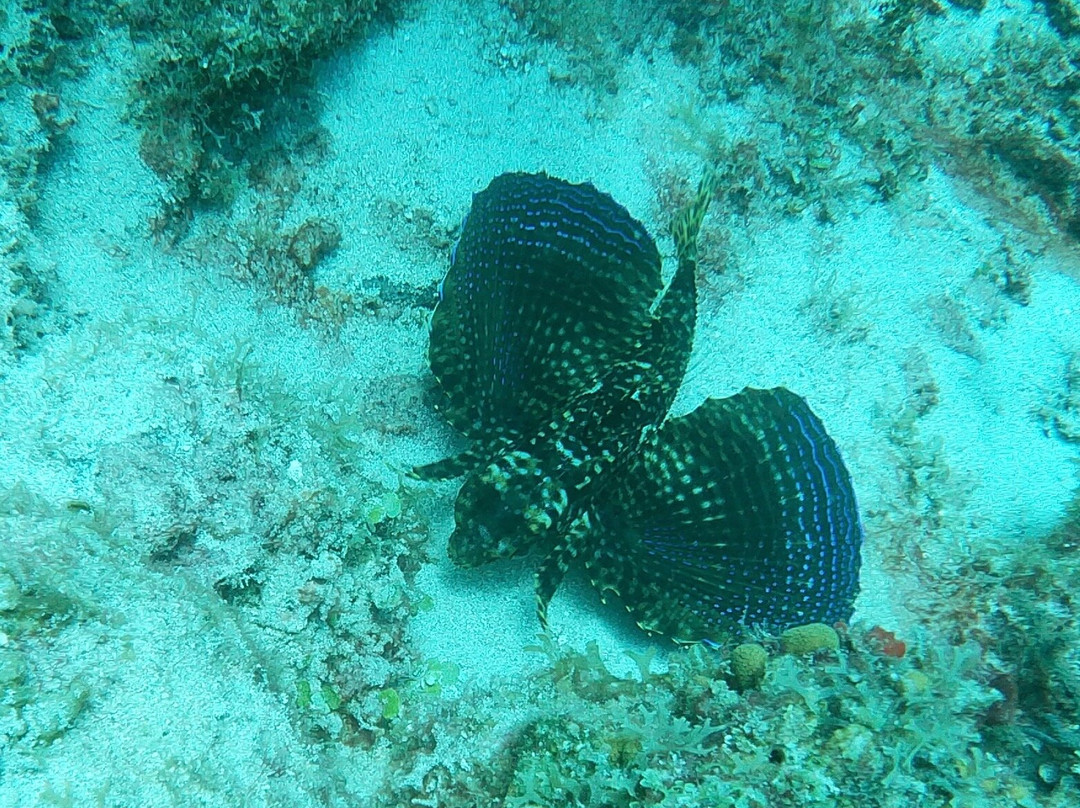 The Diveshop Curacao-威廉斯塔德必去景点