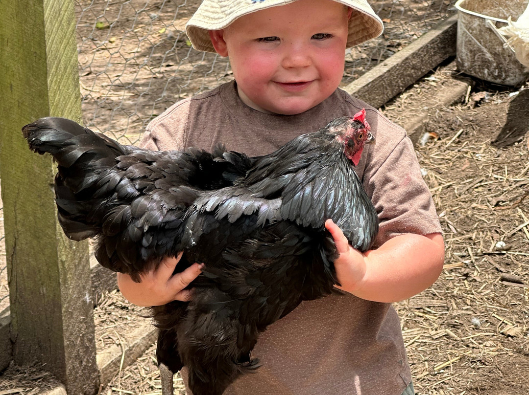 Splitters Farm-邦德堡必去景点