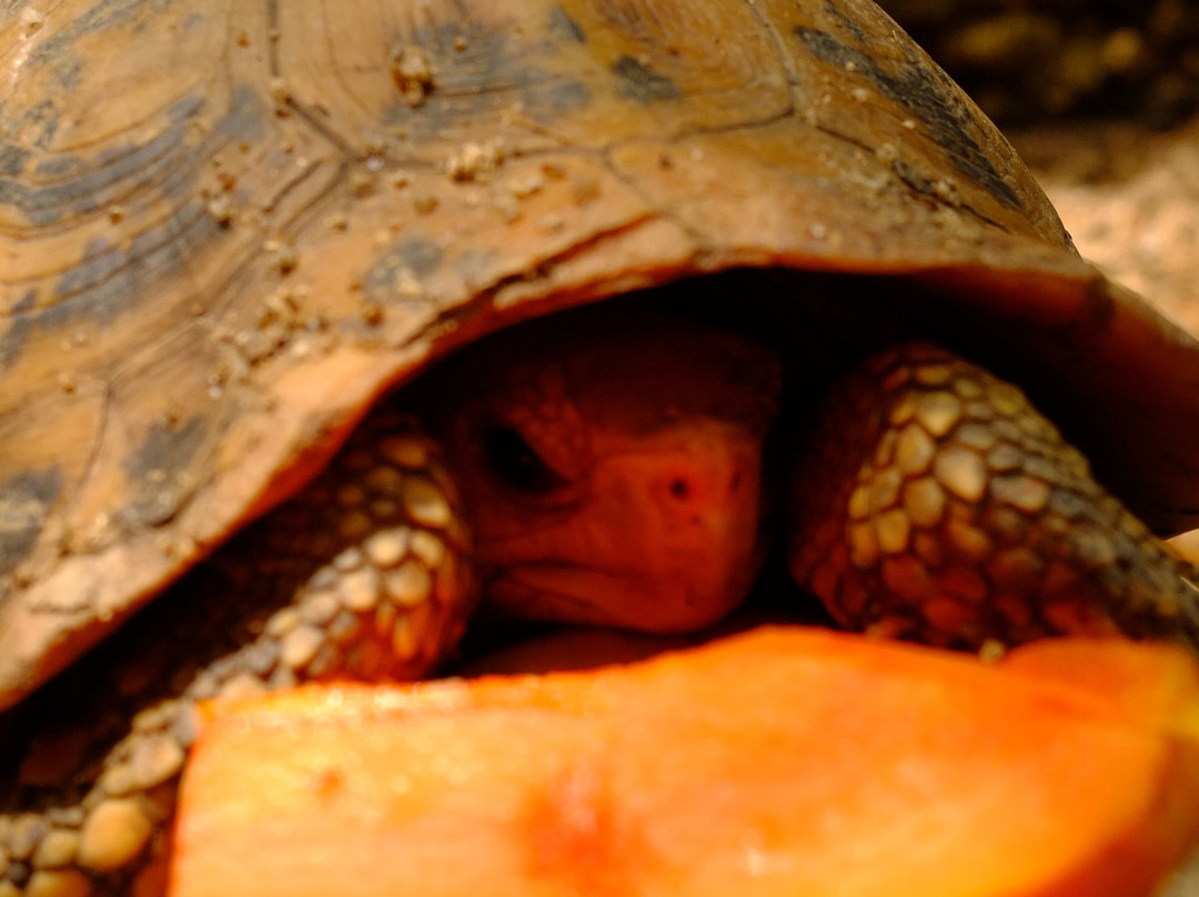 生态森林大象保护区-拜县必去景点