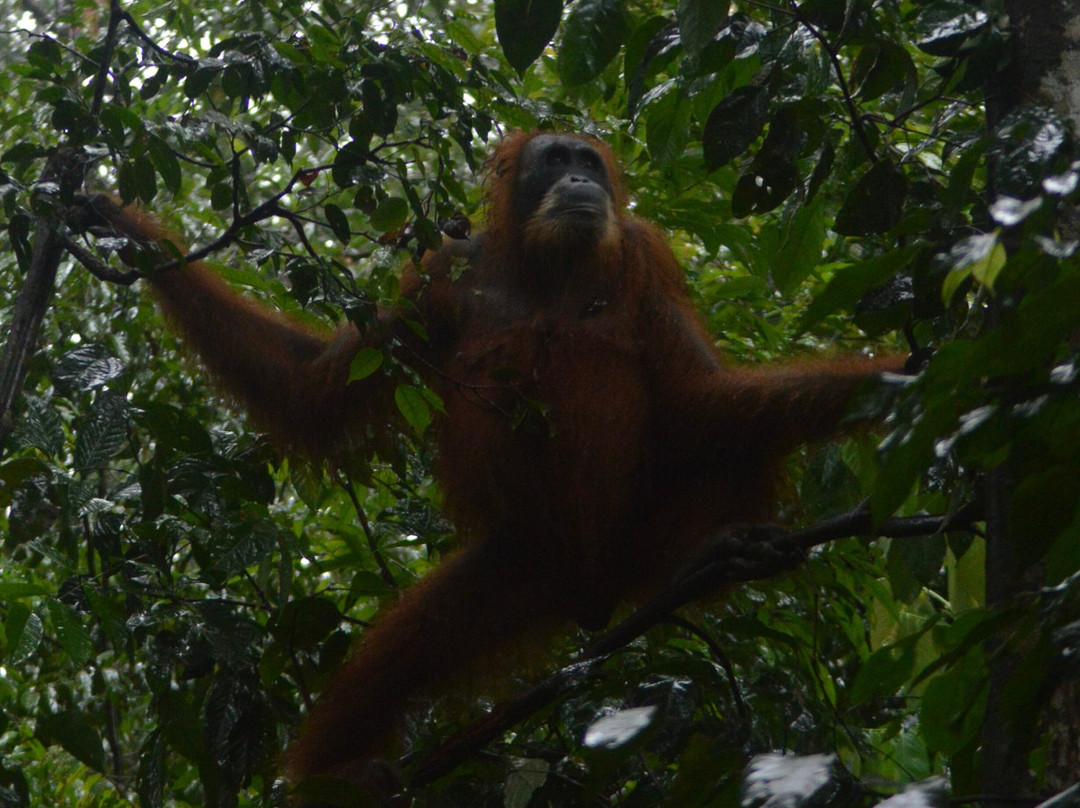 Trekking Orangutan Sumatra-武吉拉旺必去景点