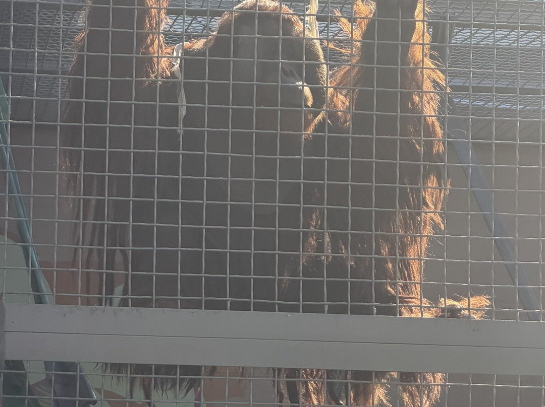 Suncoast Primate Sanctuary-帕姆港必去景点