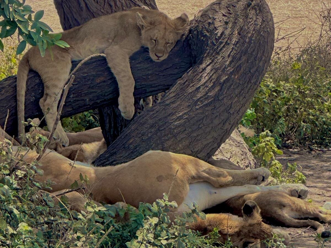 Taswira Africa Safaris-阿鲁沙必去景点