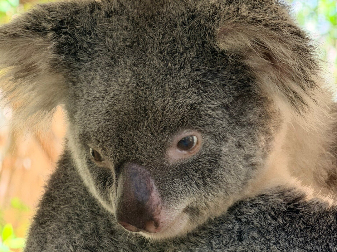 Selina Magnetic Island & The Koala Park-Horseshoe Bay必去景点