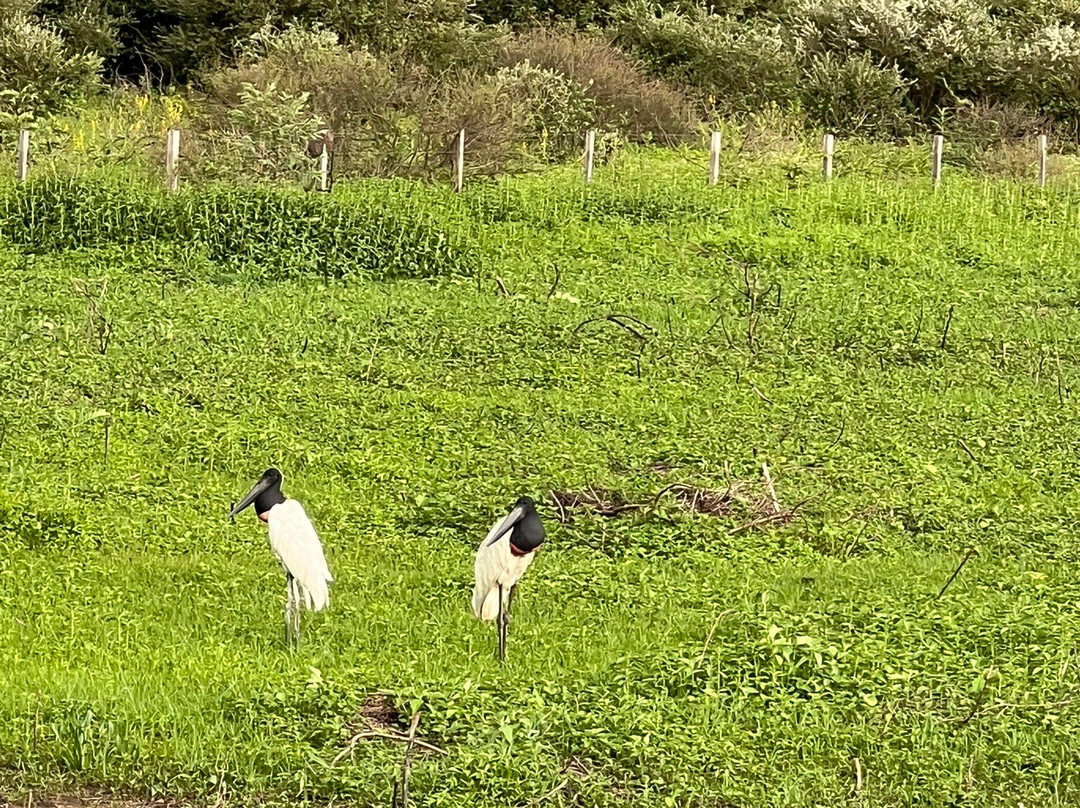 Estrada Parque do Pantanal-科龙巴必去景点