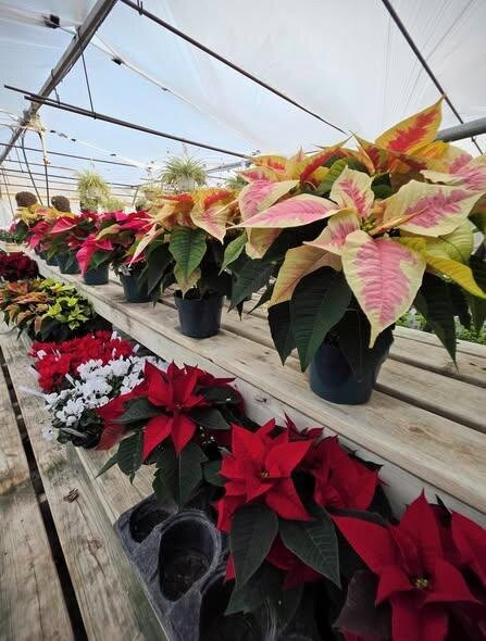 Cox's Plant Farm-Clayton必去景点